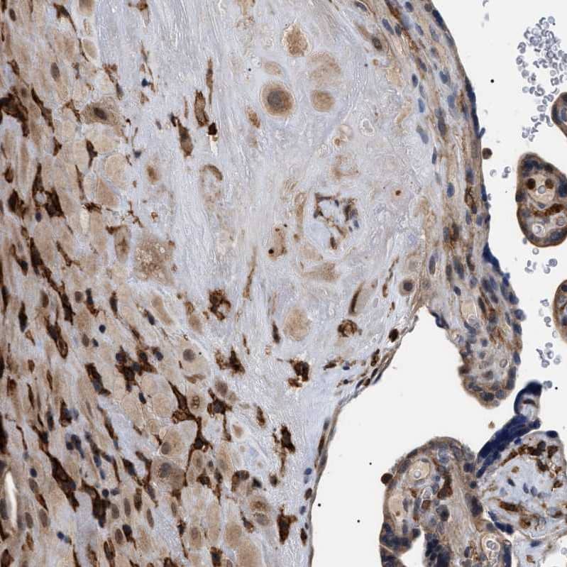 Immunohistochemistry-Paraffin CD300a/LMIR1 Antibody - BSA Free