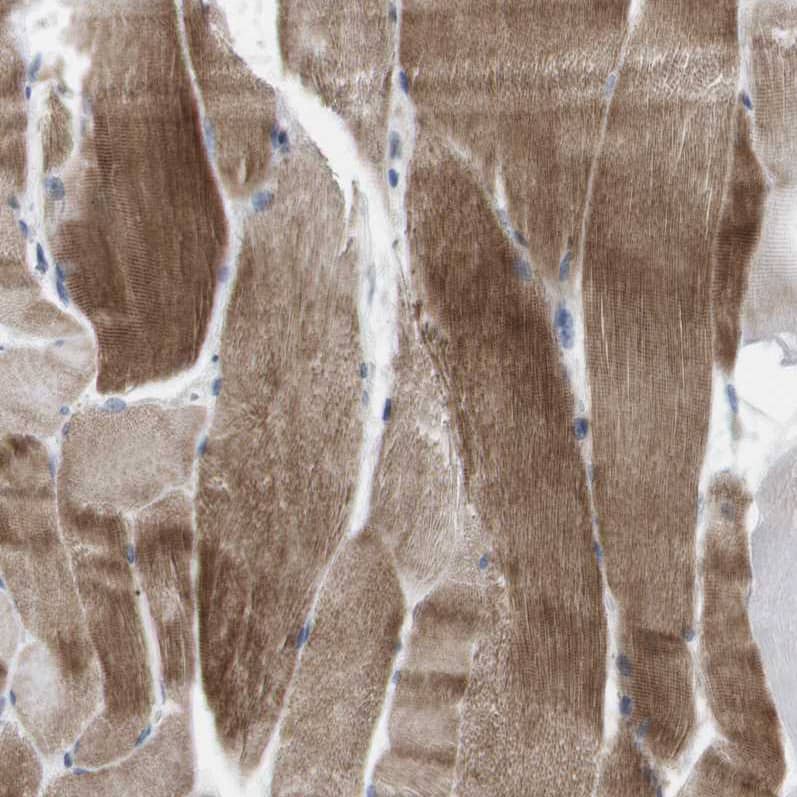 Immunohistochemistry-Paraffin CD300c Antibody - BSA Free