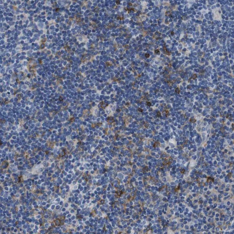 Immunohistochemistry-Paraffin CD300c Antibody - BSA Free