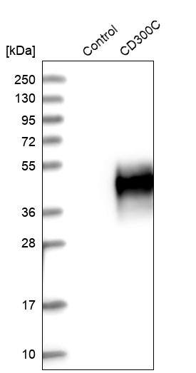 Analysis in control (vector only transfected HEK293T lysate) and CD300C over-expression lysate (Co-expressed with a C-terminal myc-DDK tag (~3.1 kDa) in mammalian HEK293T cells, LY416481).
