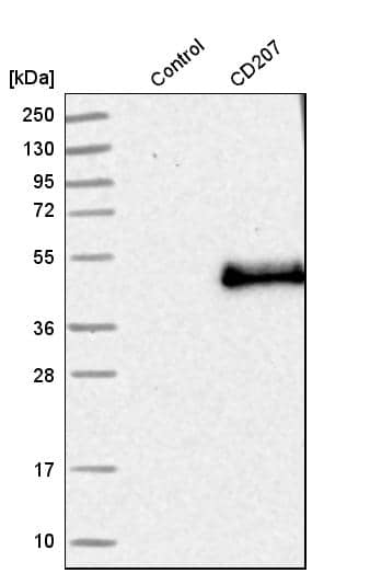 Analysis in control (vector only transfected HEK293T lysate) and cD207 over-expression lysate (Co-expressed with a C-terminal myc-DDK tag (~3.1 kDa) in mammalian HEK293T cells, LY402461).