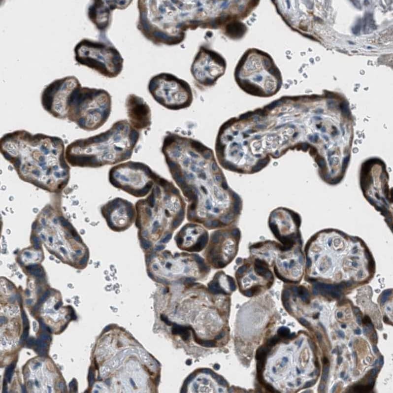 Staining of human placenta shows strong cytoplasmic positivity in trophoblastic cells.