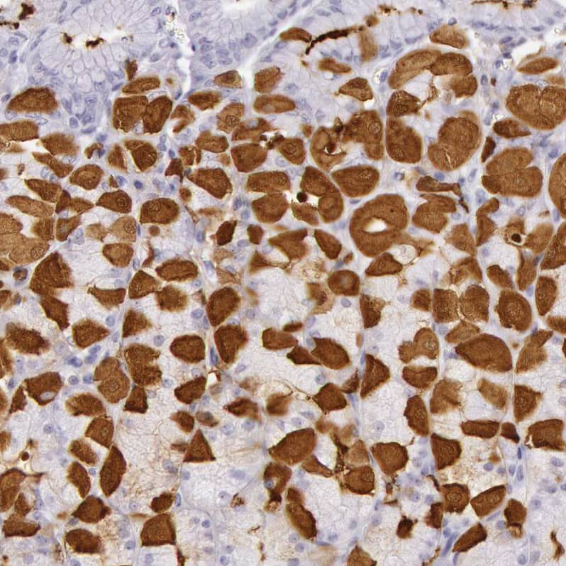Immunohistochemistry-Paraffin Creatine Kinase BB Antibody - BSA Free