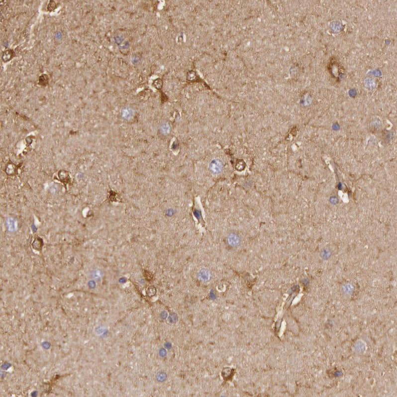 Staining of human cerebral cortex shows weak to moderate cytoplasmic positivity in astrocytes.