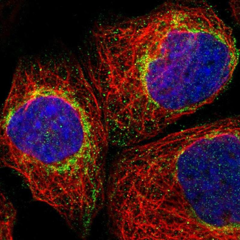 Staining of human cell line A-431 shows positivity in mitochondria.