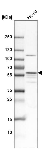 Analysis in human cell line HL-60.