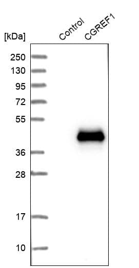 Analysis in control (vector only transfected HEK293T lysate) and CGREF1 over-expression lysate (Co-expressed with a C-terminal myc-DDK tag (~3.1 kDa) in mammalian HEK293T cells, LY416558).