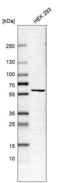 Western Blot TTC15 Antibody - BSA Free