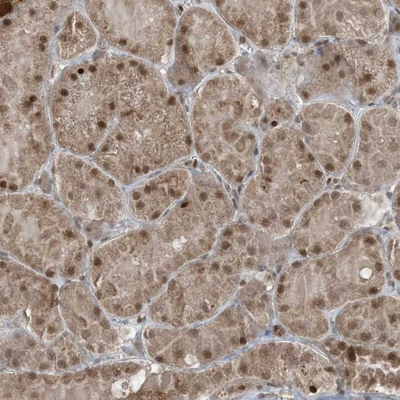 Immunohistochemistry-Paraffin TTC15 Antibody - BSA Free