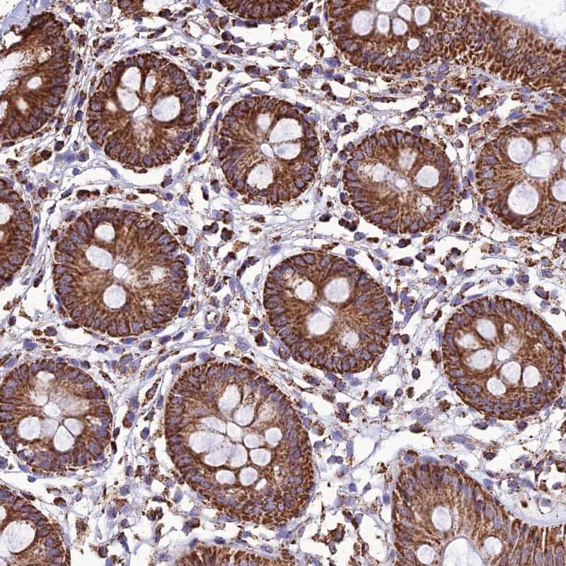 Staining of human colon shows strong granular cytoplasmic positivity in glandular cells.