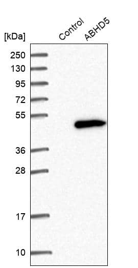 Analysis in control (vector only transfected HEK293T lysate) and ABHD5 over-expression lysate (Co-expressed with a C-terminal myc-DDK tag (~3.1 kDa) in mammalian HEK293T cells, LY402485).