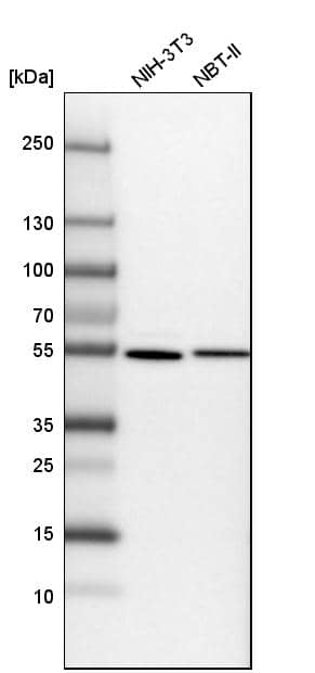 Analysis in mouse cell line NIH-3T3 and rat cell line NBT-II.