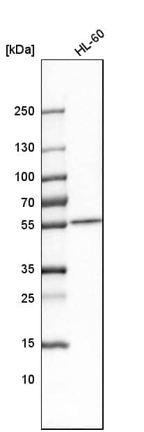 Analysis in human cell line HL-60.
