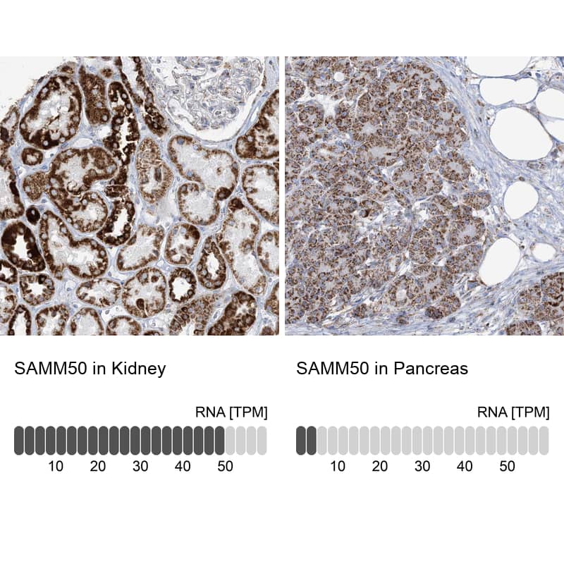 <b>Orthogonal Strategies Validation. </b>Analysis in human kidney and pancreas tissues using HPA034537 antibody. Corresponding SAMM50 RNA-seq data are presented for the same tissues.