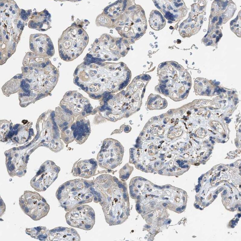 Staining of human placenta shows very weak granular cytoplasm positvity in trophoblastic cells.