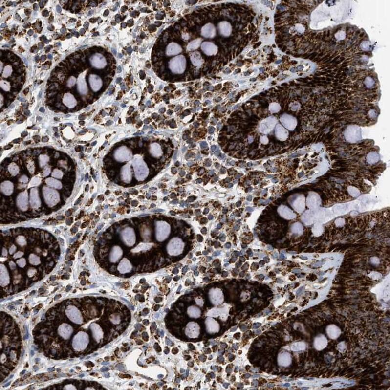 Staining of human colon shows strong  granular cytoplasm positivity in glandular cells.