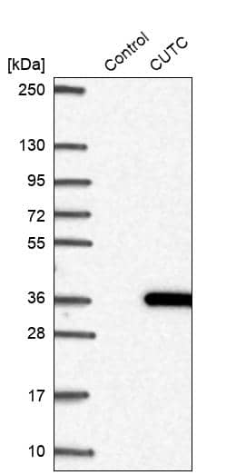 Analysis in control (vector only transfected HEK293T lysate) and CUTC over-expression lysate (Co-expressed with a C-terminal myc-DDK tag (~3.1 kDa) in mammalian HEK293T cells, LY414278).