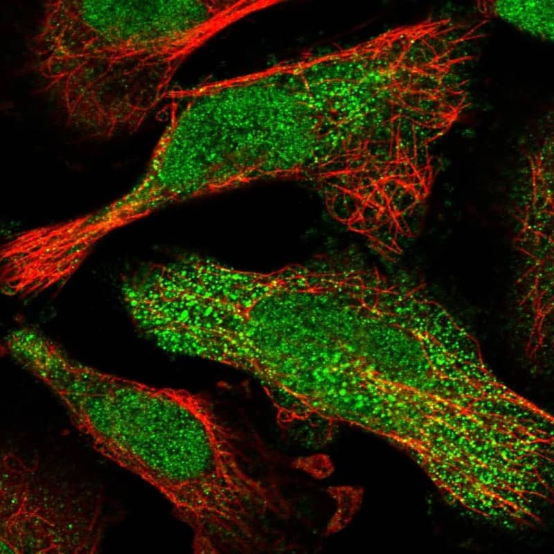 Staining of human cell line U-251 MG shows localization to nucleoplasm, nucleoli & cytosol.