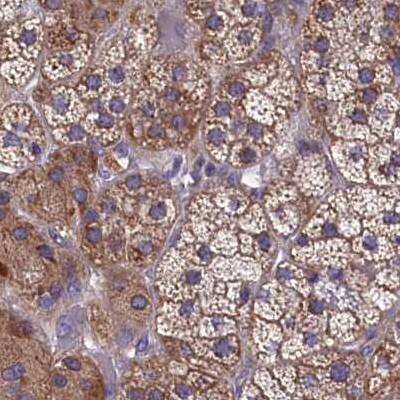 Staining of human adrenal gland.