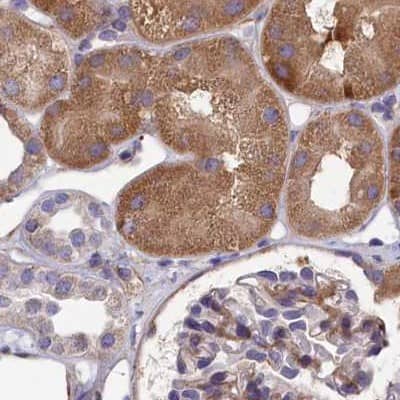Staining of human kidney.