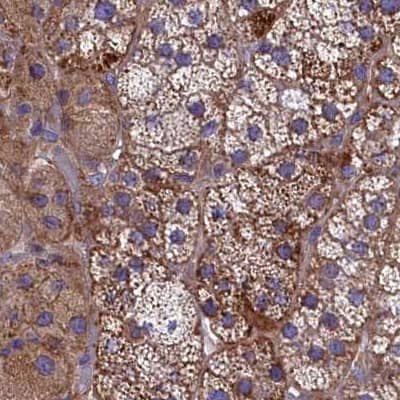 Staining of human adrenal gland.
