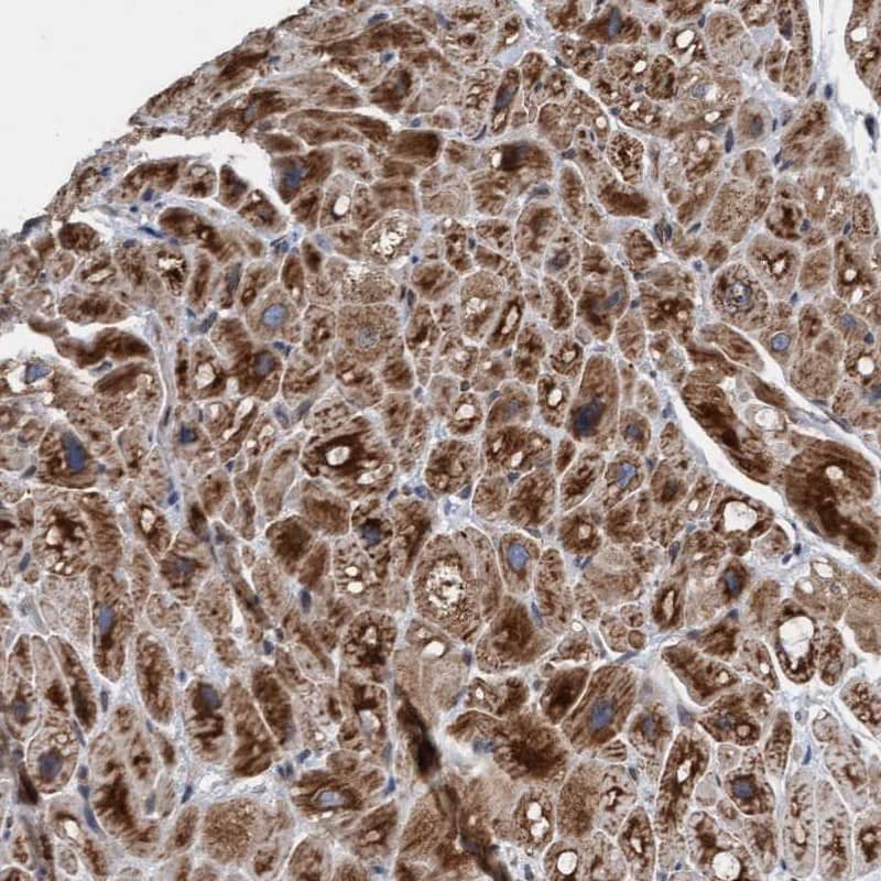 Immunohistochemistry-Paraffin MRPS23 Antibody - BSA Free