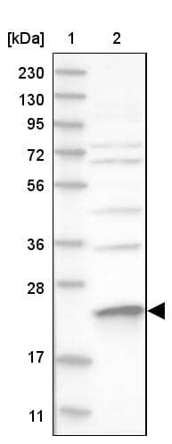 Western Blot MRPS23 Antibody - BSA Free