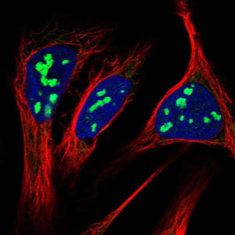 Staining of human cell line U-2 OS shows localization to nucleoli & mitochondria.