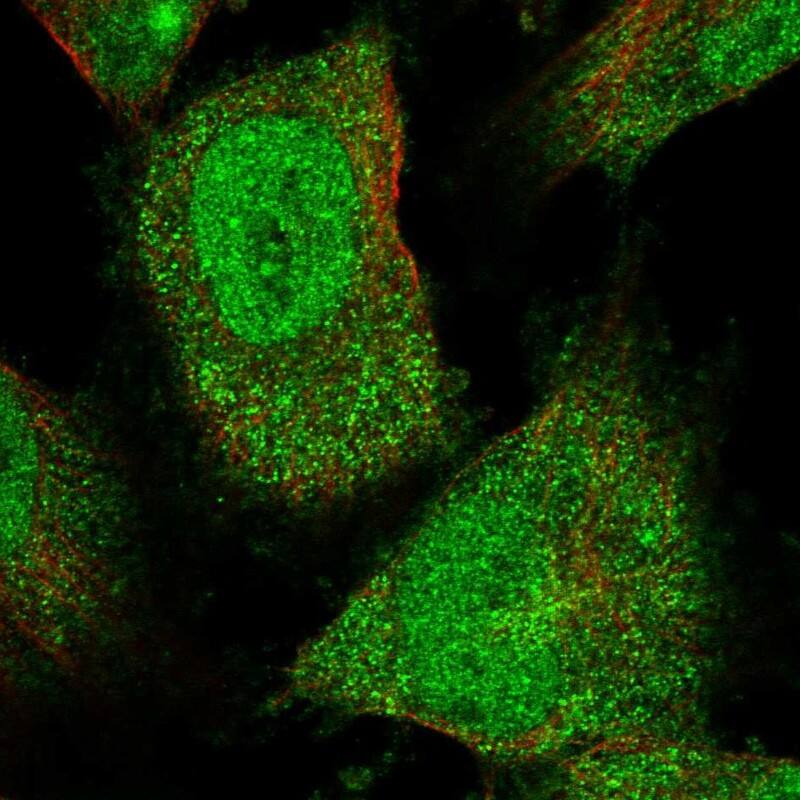 Staining of human cell line U-251 MG shows localization to nucleoplasm & cytosol.