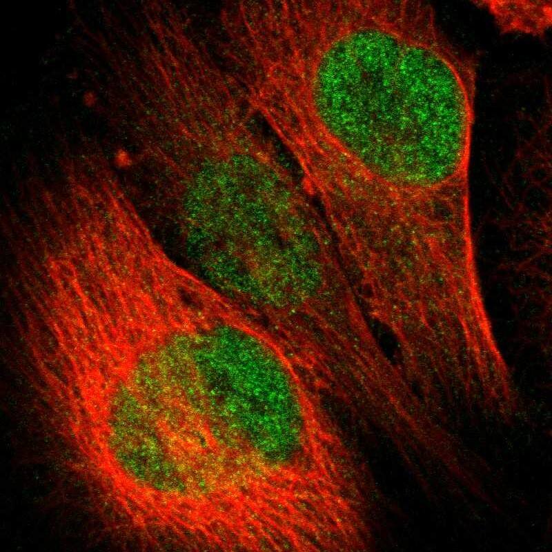 Staining of human cell line U-251 MG shows localization to nucleoplasm.