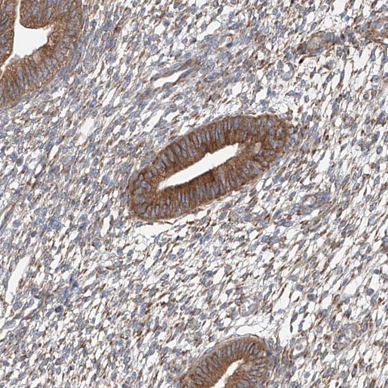 Staining of human endometrium shows strong cytoplasmic positivity in glandular cells.