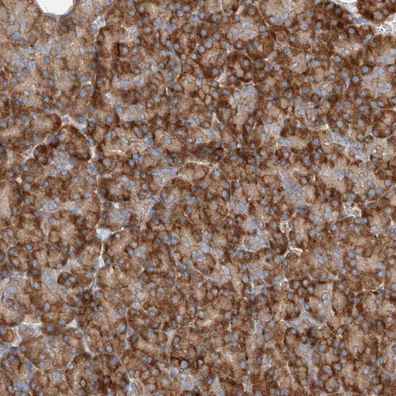 Staining of human pancreas shows strong cytoplasmic positivity in exocrine glandular cells.