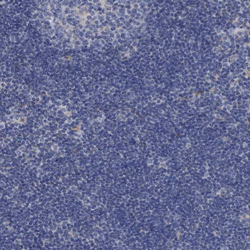 Staining of human lymph node shows no cytoplasmic positivity in non-germinal center cells as expected.