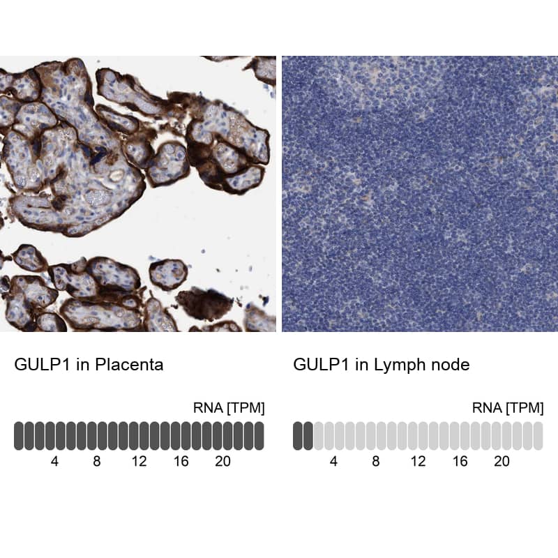 Analysis in human placenta and lymph node tissues using HPA020587 antibody. Corresponding GULP1 RNA-seq data are presented for the same tissues.