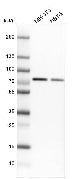 Analysis in mouse cell line NIH-3T3 and rat cell line NBT-II.