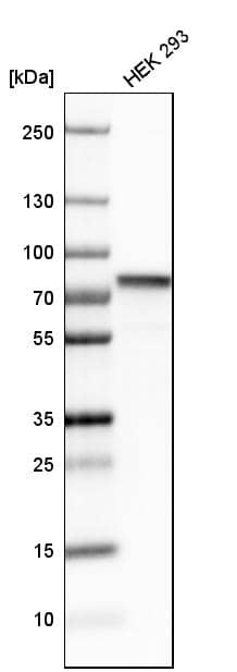 Analysis in human cell line HEK 293.