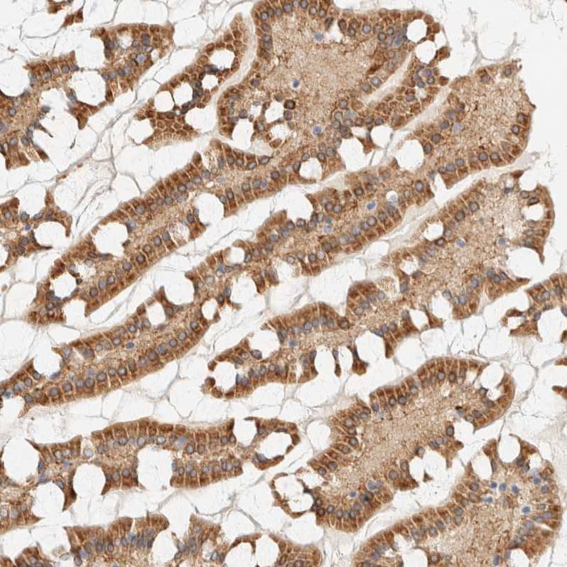 Staining of human intestine shows strong cytoplasmic positivity in glandular cells.