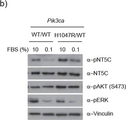 Western Blot: NT5C Antibody [NBP1-84563] - Regulation of NT5C S184 phosphorylation.(a) Sensitivity of S184 phosphorylation to PI3K pathway inhibitors. Primary MEFs were treated with A66 (3 μM), MK-2206 (1 μM), Rapamycin (20 nM), U0126 (10 μM) or DMSO as control for 3 h or overnight (o/n) for 16–18 h before lysis. (left) Lysates were immunoblotted as indicated. (right) Quantification of 4 independent experiments. Values are expressed relative to DMSO treated Pik3caH1047R/WT cells. Error bars are sem, **p < 0.01. (b) Sensitivity of S184 phosphorylation to growth factor deprivation. Indicated primary MEFs were grown in 10% FBS or starved overnight in 0.1% FBS. (top) Lysates were immunoblotted as indicated. (bottom) Quantification of 5 independent experiments. Values are expressed relative to Pik3caH1047R/WT cells grown in 10% FBS. Error bars are sem, ***p < 0.001. (c) Sensitivity of S184 phosphorylation to growth factor stimulation. Primary MEFs were starved overnight in 0.1% FBS & stimulated with FBS (10%), Insulin (100 nM) or EGF (100 ng/ml) for the indicated times before lysis. DMSO or MK-2206 (1 μM) was added at same time as stimuli. (top) Lysates were immunoblotted as indicated. (bottom) Quantification of 3–5 independent experiments. Values are expressed relative to time 0 for each stimuli. Error bars are sem. Image collected & cropped by CiteAb from the following publication (//pubmed.ncbi.nlm.nih.gov/28059163), licensed under a CC-BY license. Not internally tested by Novus Biologicals.