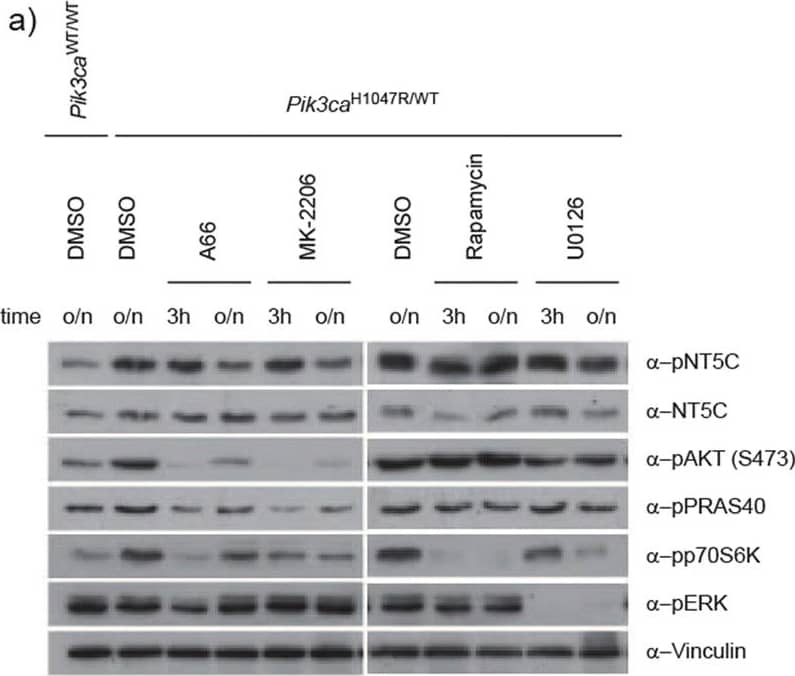 Western Blot: NT5C Antibody [NBP1-84563] - Regulation of NT5C S184 phosphorylation.(a) Sensitivity of S184 phosphorylation to PI3K pathway inhibitors. Primary MEFs were treated with A66 (3 μM), MK-2206 (1 μM), Rapamycin (20 nM), U0126 (10 μM) or DMSO as control for 3 h or overnight (o/n) for 16–18 h before lysis. (left) Lysates were immunoblotted as indicated. (right) Quantification of 4 independent experiments. Values are expressed relative to DMSO treated Pik3caH1047R/WT cells. Error bars are sem, **p < 0.01. (b) Sensitivity of S184 phosphorylation to growth factor deprivation. Indicated primary MEFs were grown in 10% FBS or starved overnight in 0.1% FBS. (top) Lysates were immunoblotted as indicated. (bottom) Quantification of 5 independent experiments. Values are expressed relative to Pik3caH1047R/WT cells grown in 10% FBS. Error bars are sem, ***p < 0.001. (c) Sensitivity of S184 phosphorylation to growth factor stimulation. Primary MEFs were starved overnight in 0.1% FBS & stimulated with FBS (10%), Insulin (100 nM) or EGF (100 ng/ml) for the indicated times before lysis. DMSO or MK-2206 (1 μM) was added at same time as stimuli. (top) Lysates were immunoblotted as indicated. (bottom) Quantification of 3–5 independent experiments. Values are expressed relative to time 0 for each stimuli. Error bars are sem. Image collected & cropped by CiteAb from the following publication (//pubmed.ncbi.nlm.nih.gov/28059163), licensed under a CC-BY license. Not internally tested by Novus Biologicals.