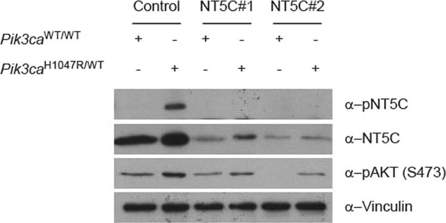 Western Blot: NT5C Antibody [NBP1-84563] - Impact of S184 phosphorylation of NT5C catalytic activity.(a) S184 phosphorylation does not regulate NT5C nucleotidase activity in vitro. (left) Immunoprecipitates of Flag-NT5C ectopically expressed in HEK293 cells were incubated with 5 mM of the indicated nucleotides. Phosphate release was measured using a malachite green colorimetric assay & expressed as a percent of total nucleotide. The experiment was performed in duplicate & repeated 3 times independently. Error bars are sem. (right) Representative immunoblot from experimental cells. (b) Cells expressing Pik3caH1047R have elevated dNTP levels. (left, middle) Nucleotides were extracted from primary MEFs & analysed by UPLC-MS/MS. The experiment was performed in triplicate & repeated 4 times independently. Error bars are sem, *p < 0.05, **p < 0.01. (right) Representative immunoblot from experimental cells. (c) Effect of NT5C knockdown on cellular dCTP levels. (left) Nucleotides were extracted from primary MEFs, stably expressing indicated siRNA, & analysed by UPLC-MS/MS. The experiment was performed in triplicate & repeated 3 times independently. Error bars are sem. (right) Representative immunoblot from experimental cells. Image collected & cropped by CiteAb from the following publication (//pubmed.ncbi.nlm.nih.gov/28059163), licensed under a CC-BY license. Not internally tested by Novus Biologicals.