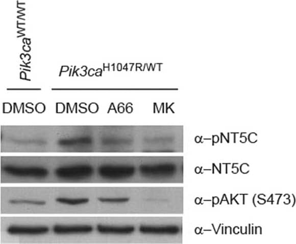 Western Blot: NT5C Antibody [NBP1-84563] - Impact of S184 phosphorylation of NT5C catalytic activity.(a) S184 phosphorylation does not regulate NT5C nucleotidase activity in vitro. (left) Immunoprecipitates of Flag-NT5C ectopically expressed in HEK293 cells were incubated with 5 mM of the indicated nucleotides. Phosphate release was measured using a malachite green colorimetric assay & expressed as a percent of total nucleotide. The experiment was performed in duplicate & repeated 3 times independently. Error bars are sem. (right) Representative immunoblot from experimental cells. (b) Cells expressing Pik3caH1047R have elevated dNTP levels. (left, middle) Nucleotides were extracted from primary MEFs & analysed by UPLC-MS/MS. The experiment was performed in triplicate & repeated 4 times independently. Error bars are sem, *p < 0.05, **p < 0.01. (right) Representative immunoblot from experimental cells. (c) Effect of NT5C knockdown on cellular dCTP levels. (left) Nucleotides were extracted from primary MEFs, stably expressing indicated siRNA, & analysed by UPLC-MS/MS. The experiment was performed in triplicate & repeated 3 times independently. Error bars are sem. (right) Representative immunoblot from experimental cells. Image collected & cropped by CiteAb from the following publication (//pubmed.ncbi.nlm.nih.gov/28059163), licensed under a CC-BY license. Not internally tested by Novus Biologicals.