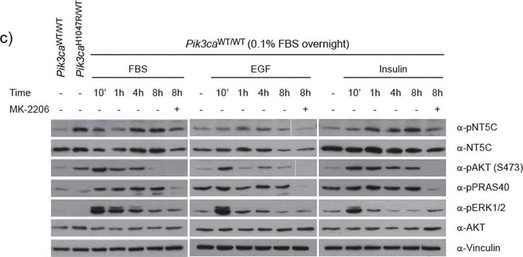 Western Blot NT5C Antibody