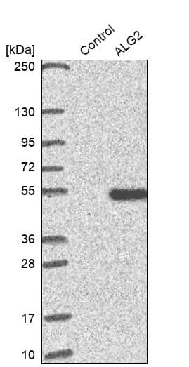 Analysis in control (vector only transfected HEK293T lysate) and ALG2 over-expression lysate (Co-expressed with a C-terminal myc-DDK tag (~3.1 kDa) in mammalian HEK293T cells, LY409737).