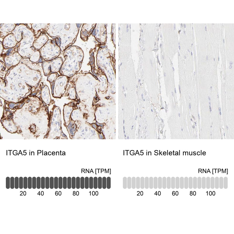 <b>Orthogonal Strategies Validation. </b>Analysis in human placenta and skeletal muscle tissues. Corresponding RNA-seq data are presented for the same tissues.
