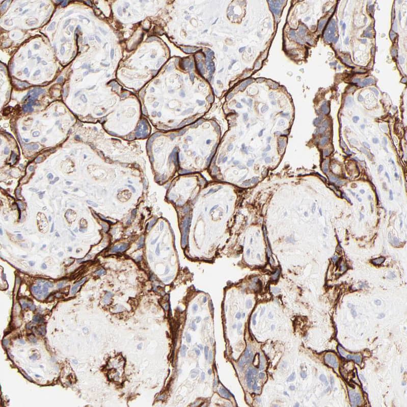 Staining of human placenta shows moderate to strong membranous positivity in trophoblastic cells.