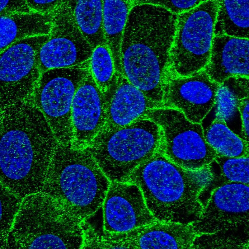 Staining of human cell line MCF7 shows localization to plasma membrane.