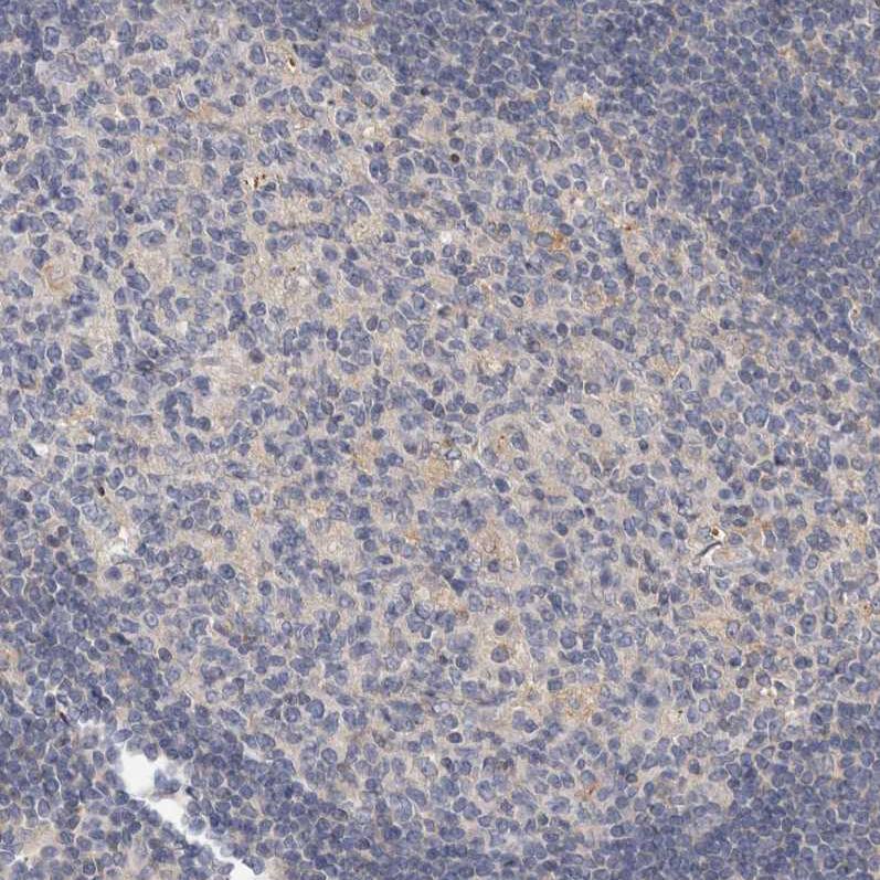 Staining of human lymph node shows very weak positivity in germinal center cells as expected.
