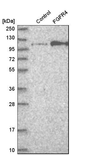 Analysis in control (vector only transfected HEK293T lysate) and fGFR4 over-expression lysate (Co-expressed with a C-terminal myc-DDK tag (~3.1 kDa) in mammalian HEK293T cells, LY400735).
