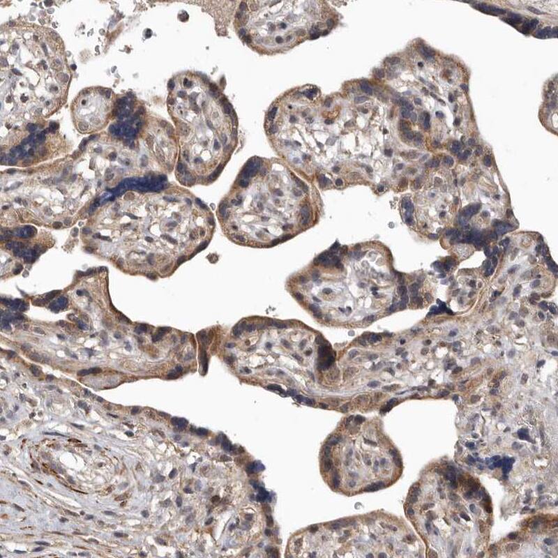 Staining of human placenta shows strong membranous positivity in trophoblastic cells.