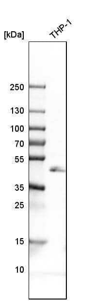 Western Blot LAIR1 Antibody - BSA Free